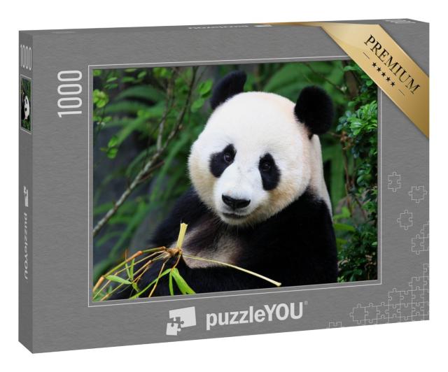 Puzzle 1000 Teile „Ein Pandabär genießt Bambussprossen“