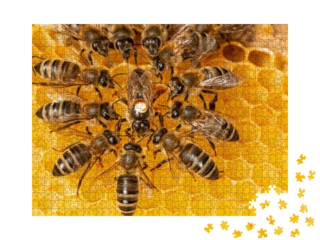 Puzzle 1000 Teile „Bienenkönigin markiert mit einem Punkt umgeben von Arbeiterinnen“