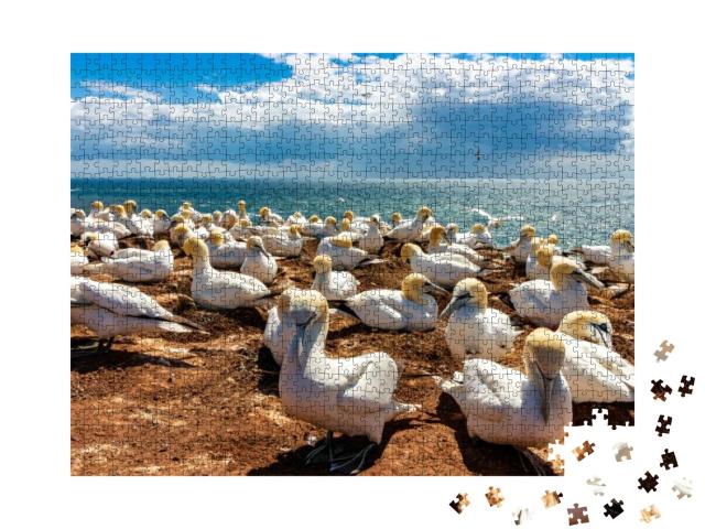 Puzzle 1000 Teile „Ruhender Vogelschwarm auf der Insel Helgoland, Deutschland“