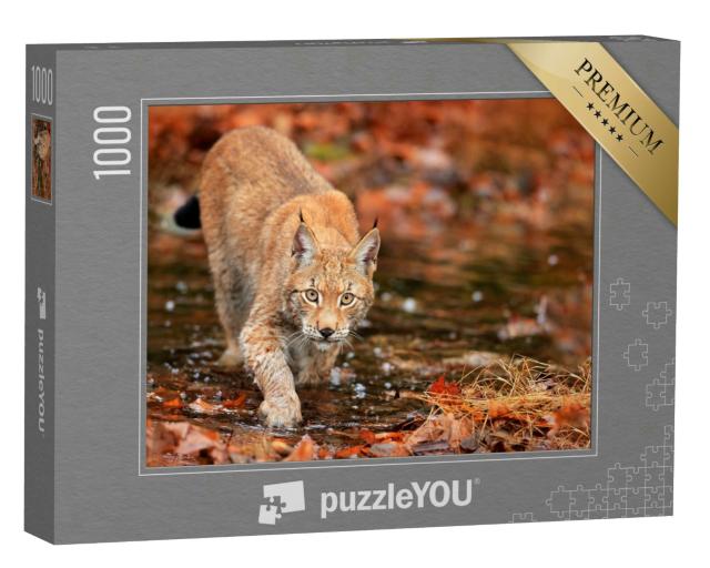 Puzzle 1000 Teile „Luchs auf der Jagd im Herbstwald“