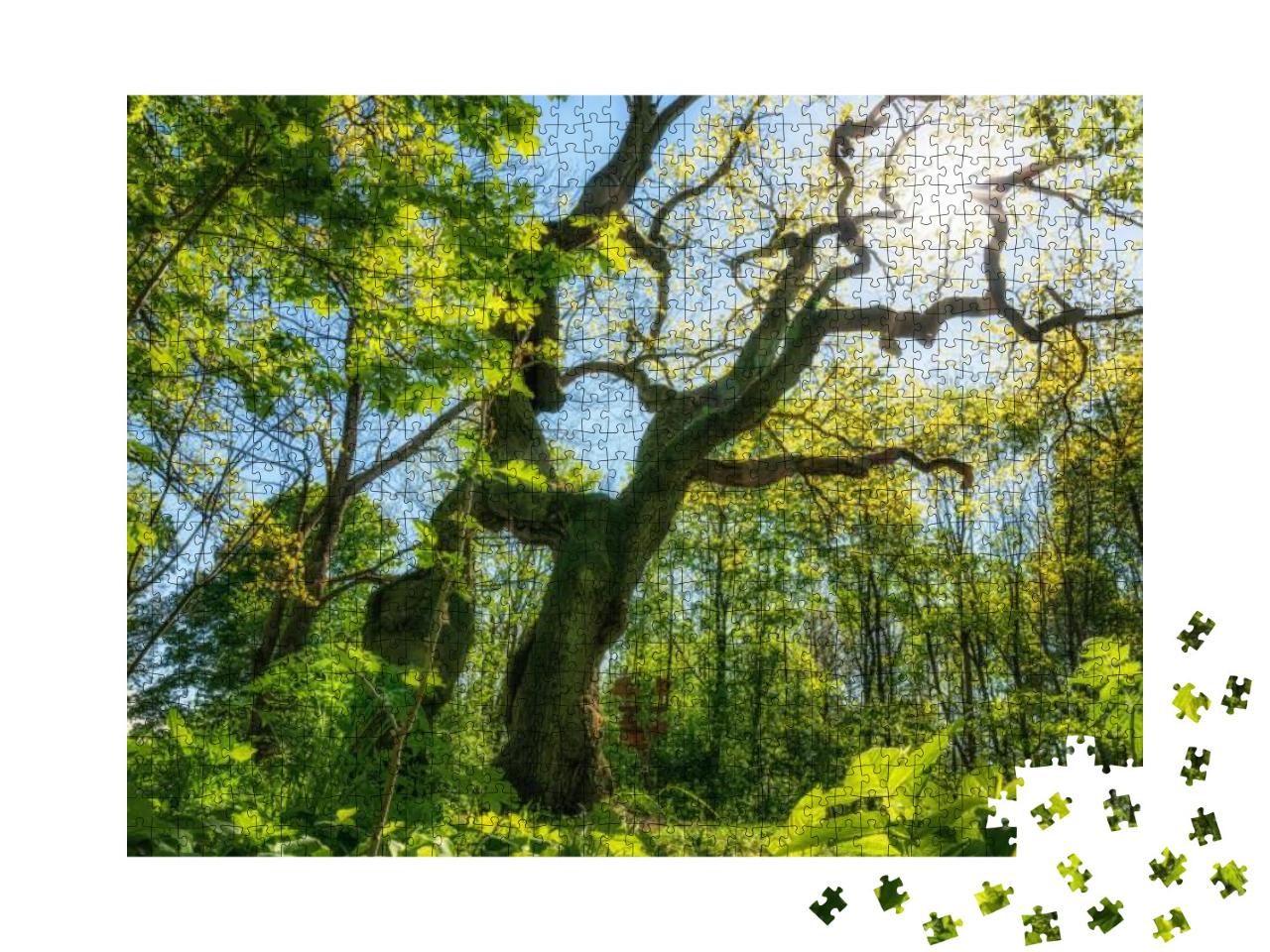 Puzzle 1000 Teile „Wunderbare alte Eiche im Nationalpark Hainich“
