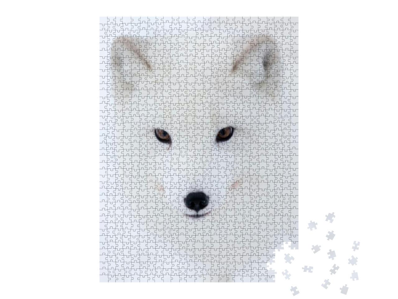 Puzzle 1000 Teile „Der stechende Blick eines Polarfuchses“