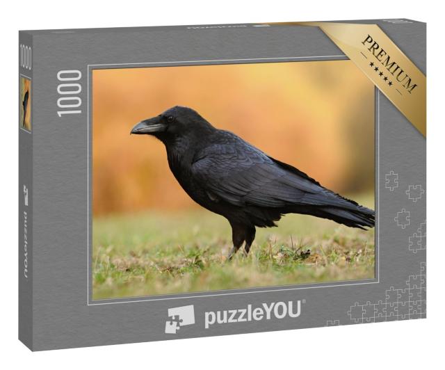 Puzzle 1000 Teile „Der Kolkrabe aus der Familie der Sperlingsvögel“