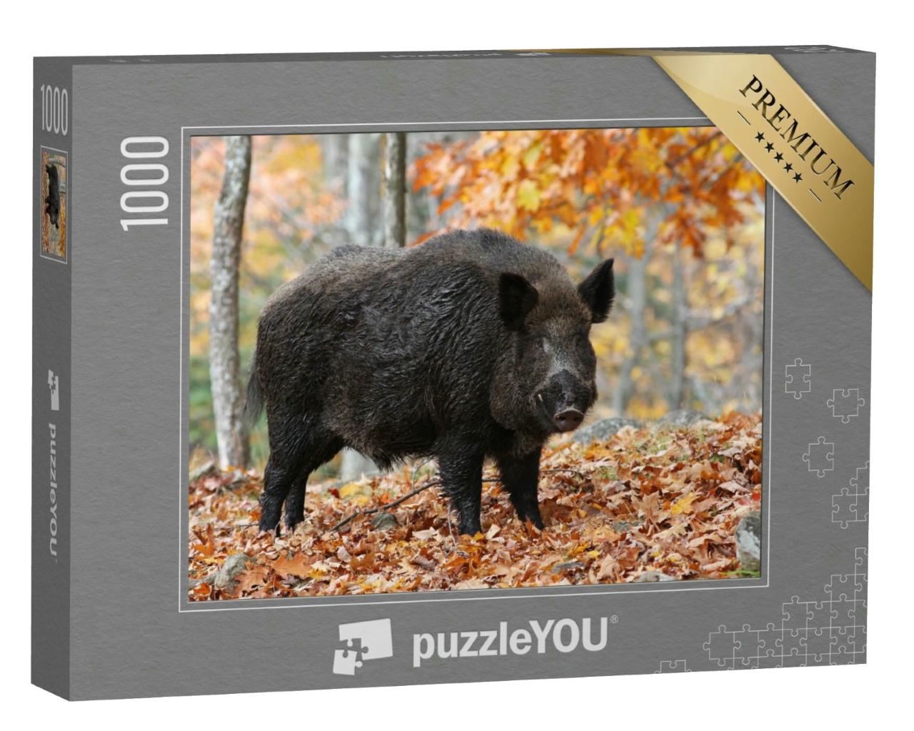 Puzzle 1000 Teile „Männliches Wildschwein im Herbstwald, Keiler im Laub“