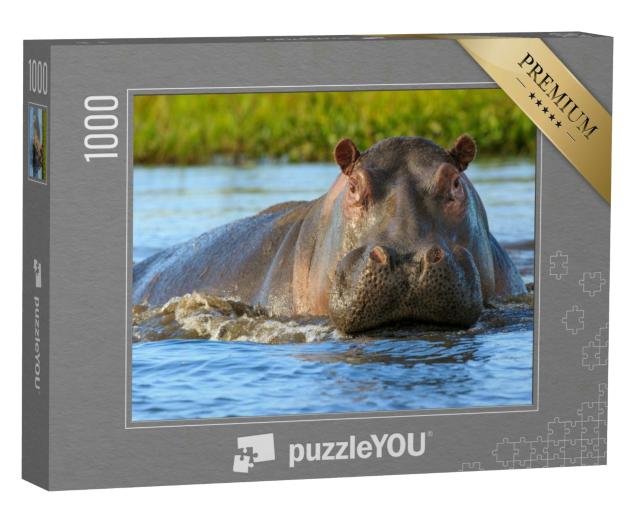 Puzzle 1000 Teile „Flusspferde im Liwonde Nationalpark, Malawi“