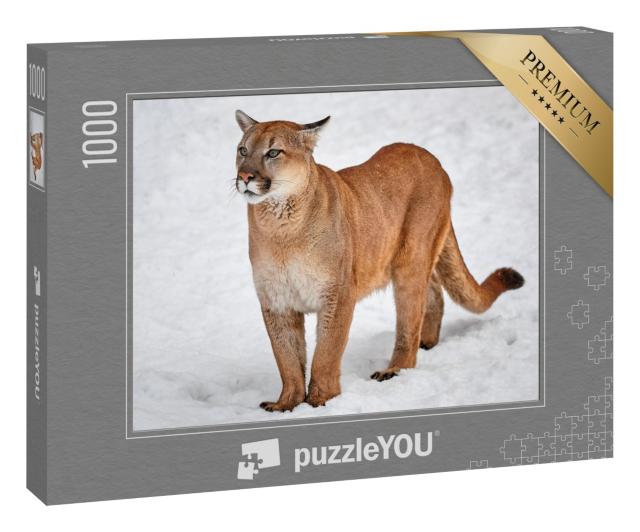 Puzzle 1000 Teile „Puma: Wildkatze im Schnee“