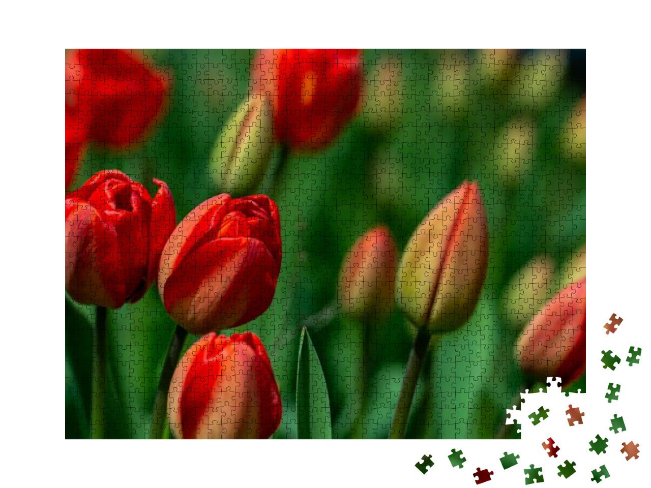Puzzle 1000 Teile „Erstaunliche rote Tulpenblüten blühen auf einem Tulpenfeld“