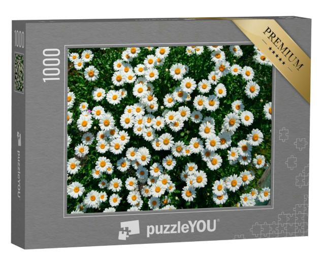 Puzzle 1000 Teile „Gänseblümchen auf dem Feld von oben“