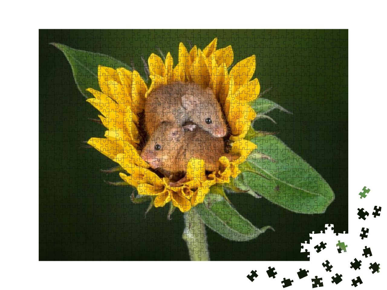 Puzzle 1000 Teile „Zwei Mäuse kuscheln sich in eine Sonnenblume“