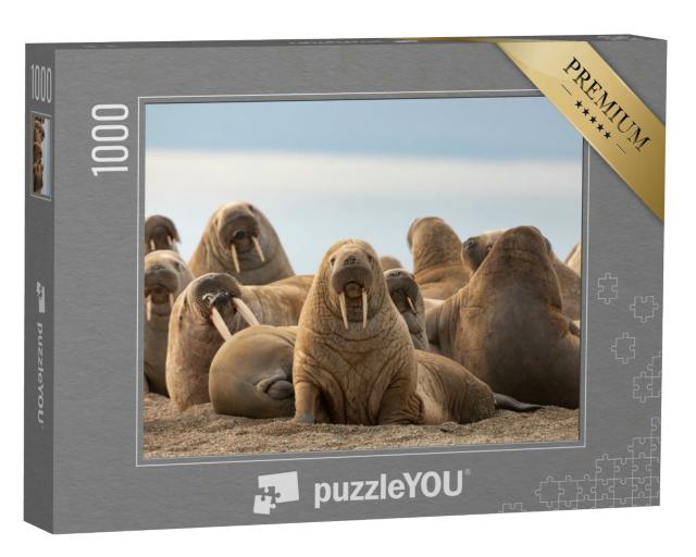 Puzzle 1000 Teile „Gruppe von Walrossen am Sandstrand, Svalbard, Blick in die Kamera“