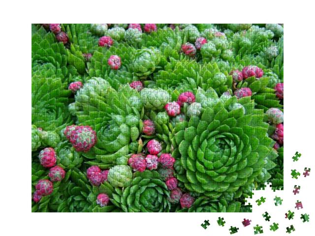 Puzzle 1000 Teile „Wunderschöne Sukkulenten, saftig-grüne Pflanzen mit kleinen Blüten“