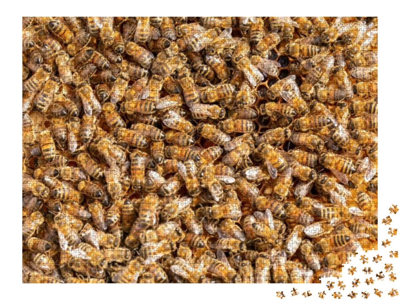 Puzzle 2000 Teile „Arbeitshonigbienen auf einem Rahmen aus einem Bienenstock“