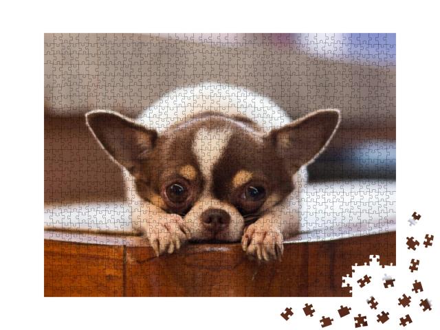 Puzzle 1000 Teile „Einsamer Hund, rotnasiger Chihuahua-Hund“