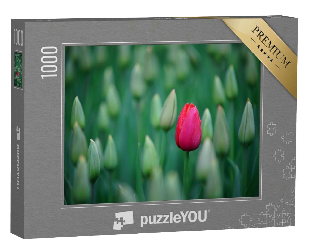 Puzzle 1000 Teile „Erste Tulpen zeigen ihre Blüten“
