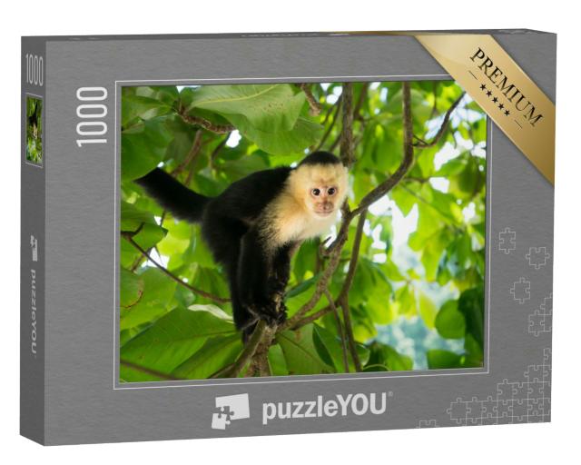 Puzzle 1000 Teile „Weißkopfkapuzineräffchen, Manuel Antonio, Regenwald von Costa Rica“