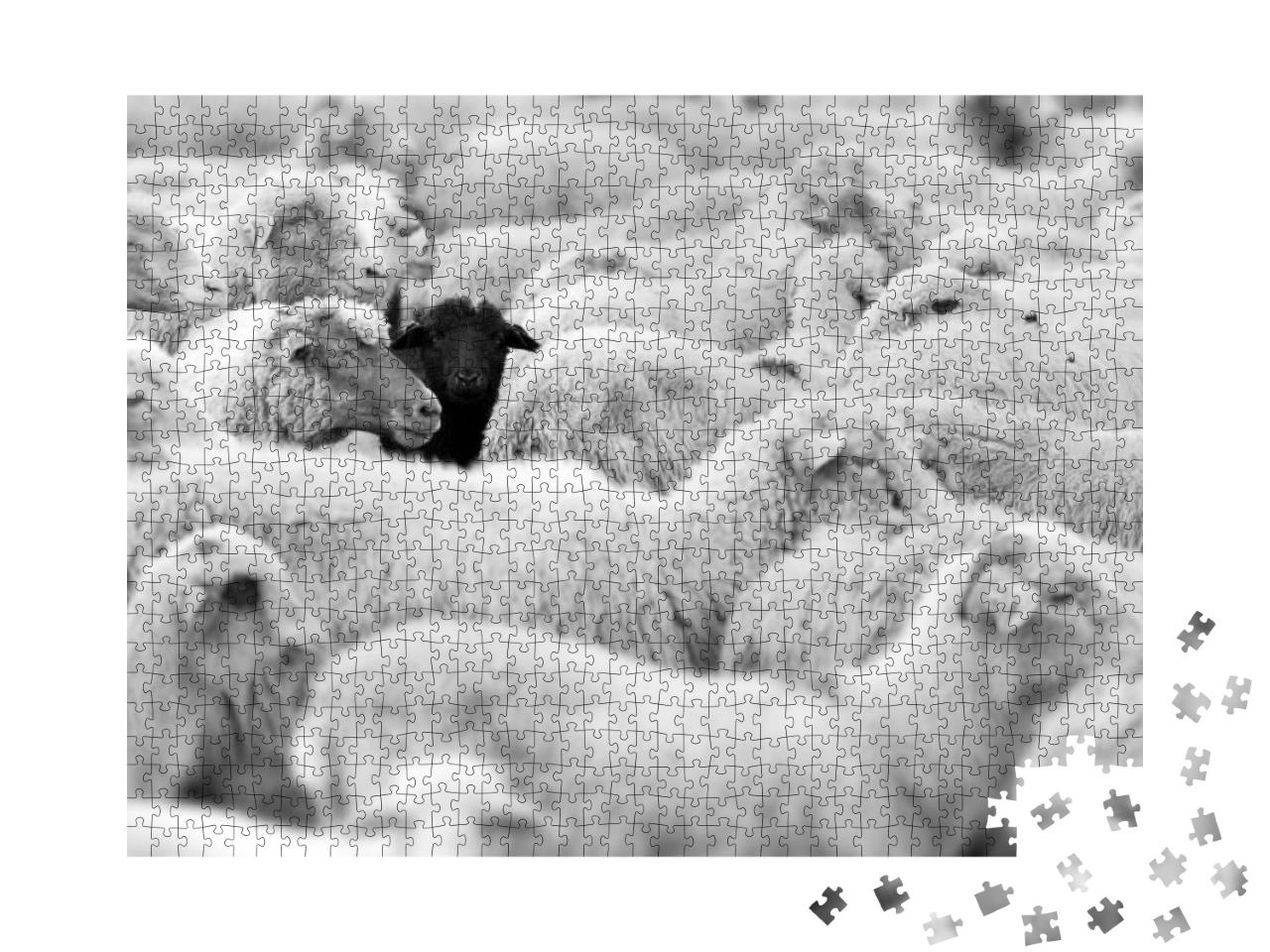 Puzzle 1000 Teile „Ein schwarzes Schaf in der Herde der Weißen, Blick in die Kamera“