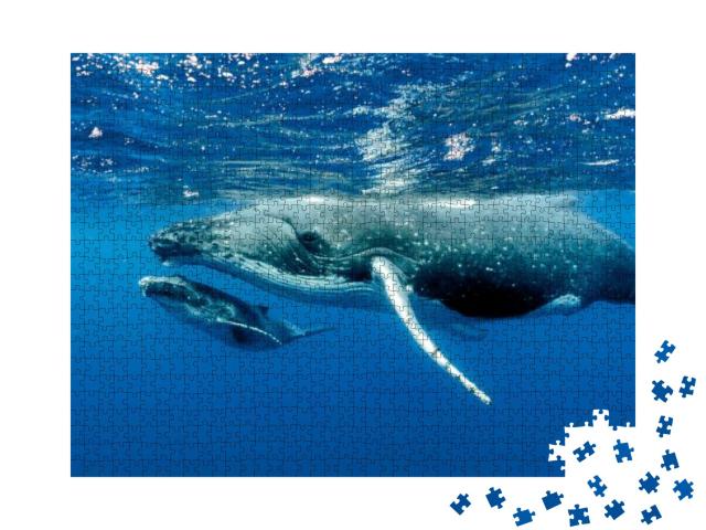 Puzzle 1000 Teile „Zwei Buckelwale unter der Wasseroberfläche im Pazifischer Ozean“