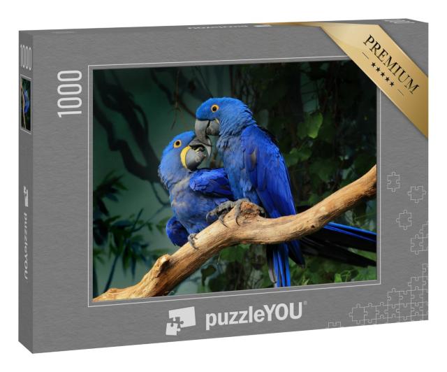 Puzzle 1000 Teile „Ein Paar blauer Hyazinth-Aras berührt sich mit den Schnäbeln“