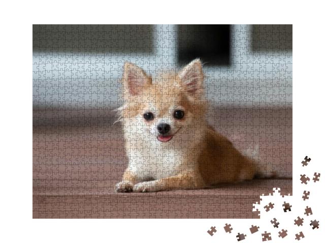 Puzzle 1000 Teile „Ein Chihuahua sitzt auf dem Boden“