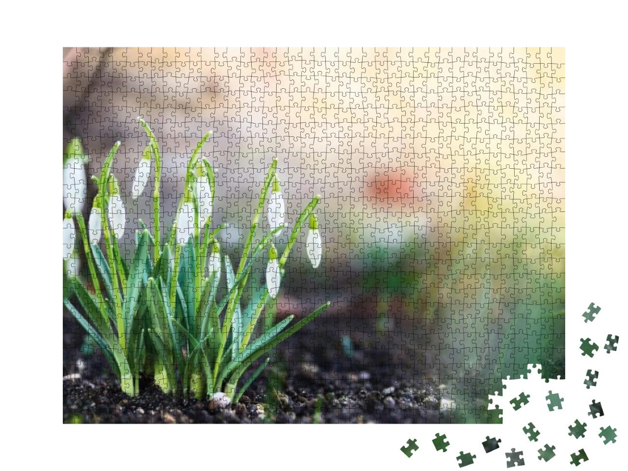 Puzzle 1000 Teile „Vorboten des Frühlings: Schneeglöckchen im Garten“