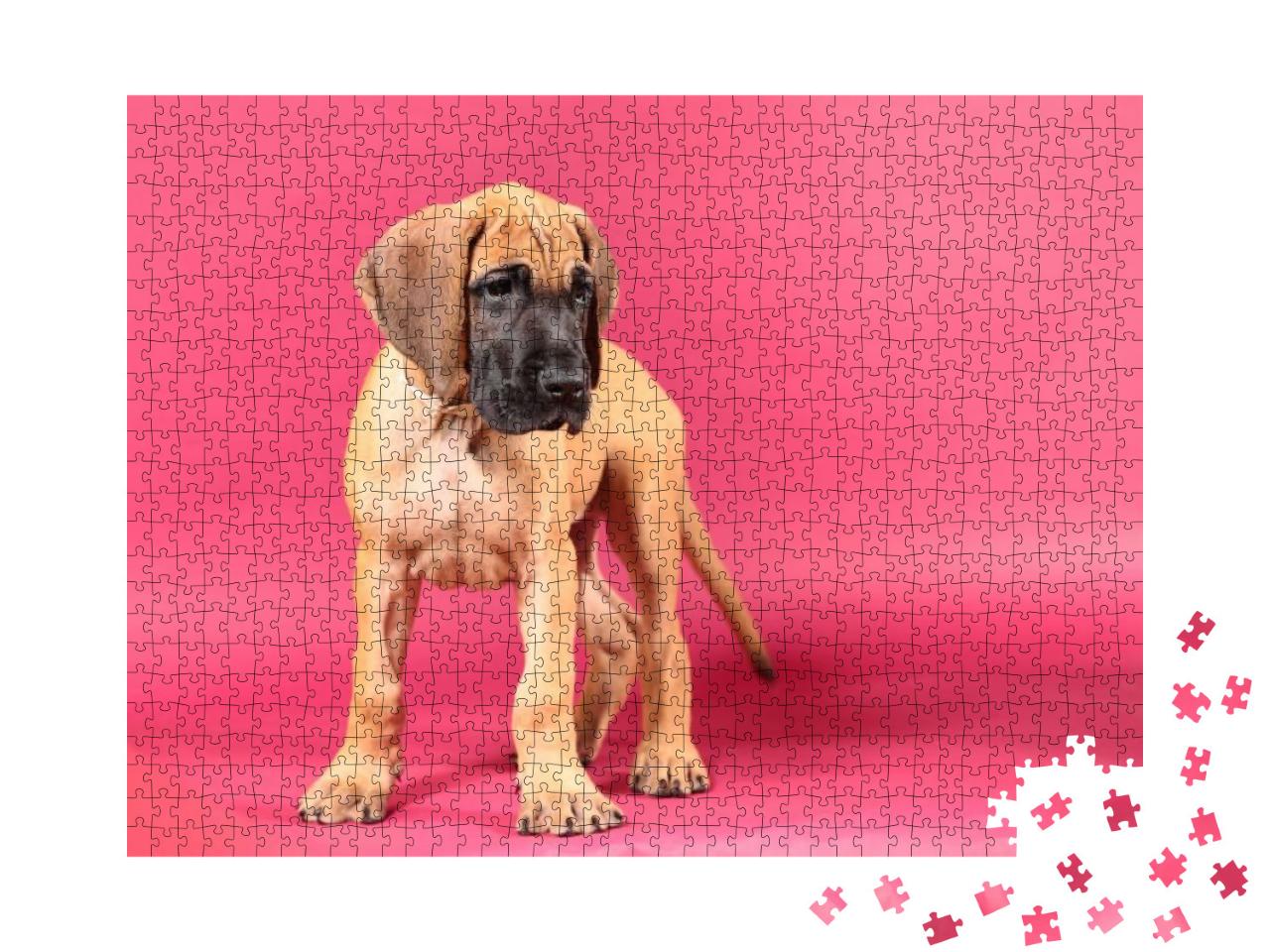Puzzle 1000 Teile „Rehbraune Deutsche Dogge, Welpenporträt“