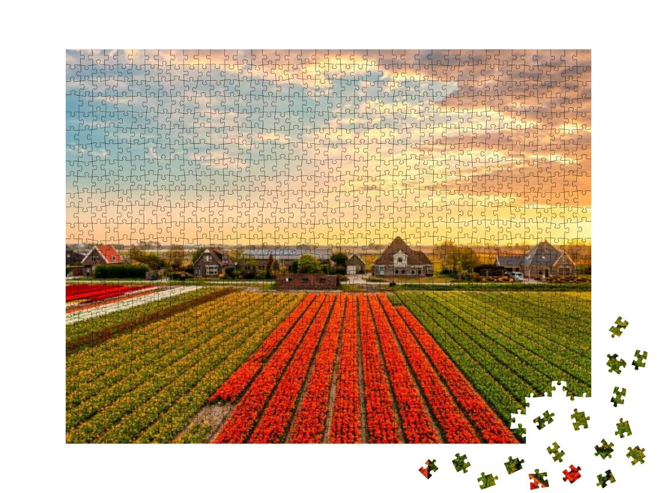 Puzzle 1000 Teile „Tulpenfarm mit Tulpenfeldern bei Sonnenuntergang, bewölkter Himmel“