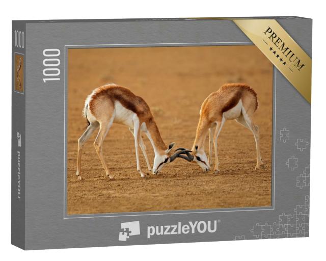 Puzzle 1000 Teile „Zwei männliche Springbockantilopen kämpfen, Kalahari“