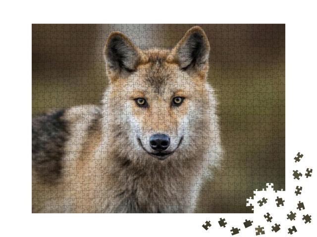 Puzzle 1000 Teile „Porträt eines grauen Wolfes, auch bekannt als Timberwolf“