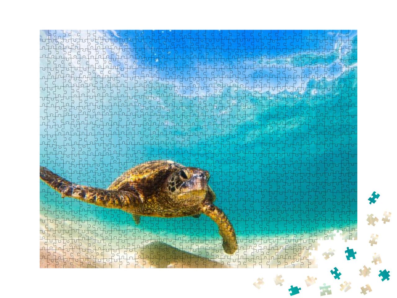 Puzzle 1000 Teile „Grüne Meeresschildkröte von Hawaii beim Kreuzen“