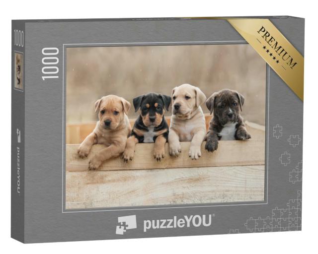 Puzzle 1000 Teile „American Staffordshire Terrier-Welpen in einer Box“