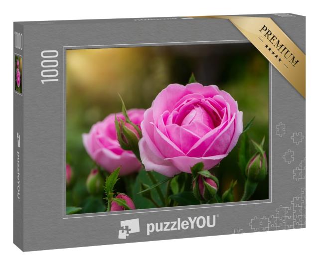 Puzzle 1000 Teile „Rosa Damaszener-Rosenblüte mit Sonnenlicht“