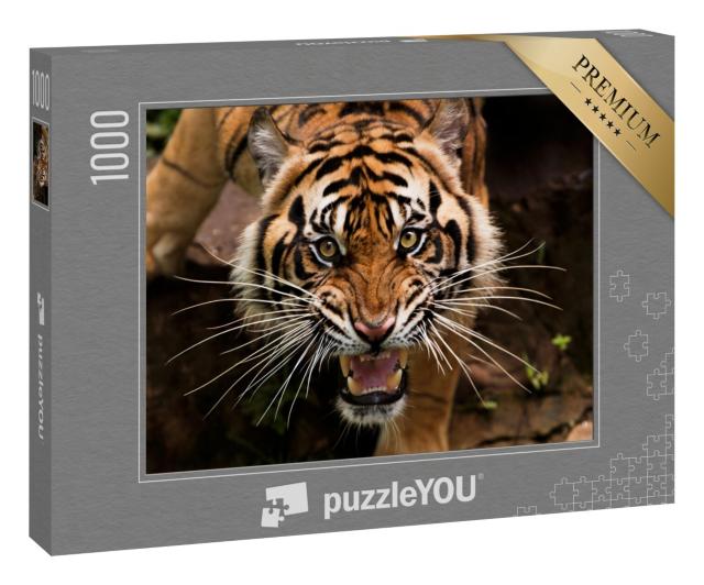 Puzzle 1000 Teile „Ein Sumatra-Tiger auf der Jagd“