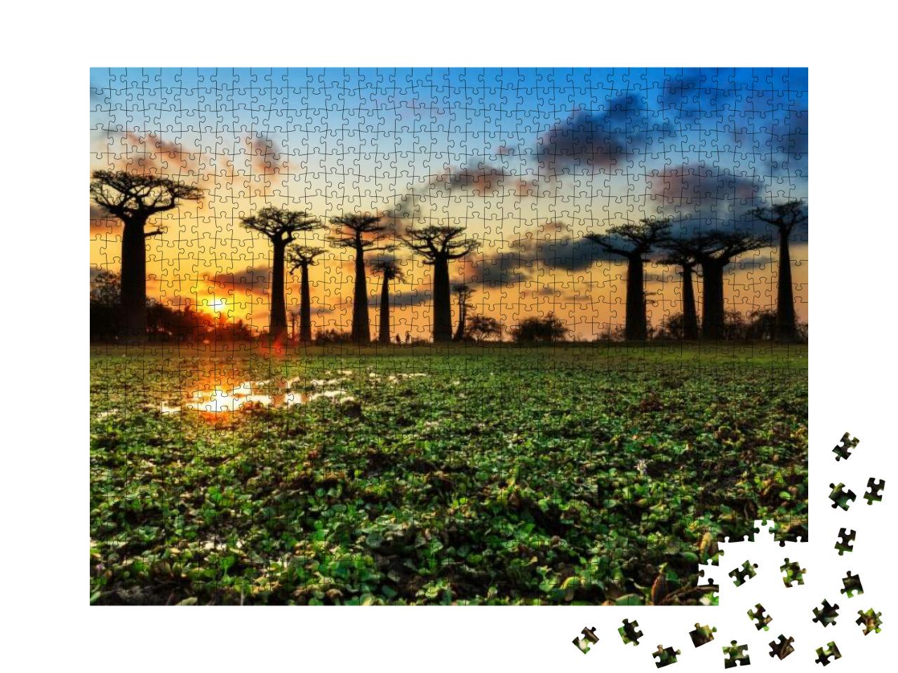 Puzzle 1000 Teile „Uralte Baobab-Bäume an der Allee der Baobabs, Madagaskar“