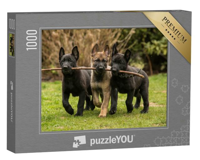 Puzzle 1000 Teile „Drei Deutsche Schäferhundwelpen der Arbeitslinie bringen einen Stock“