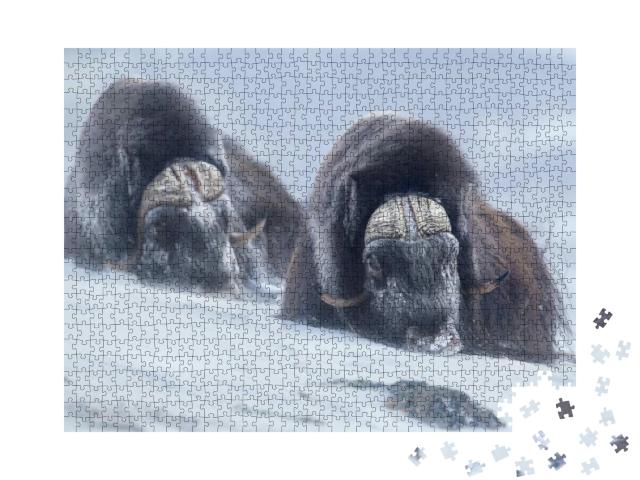 Puzzle 1000 Teile „Zwei große Moschusochsen in den verschneiten Bergen des norwegischen Winters“