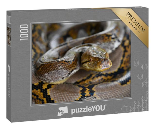 Puzzle 1000 Teile „Netzpython Schlange von Borneo, Python reticulatus“