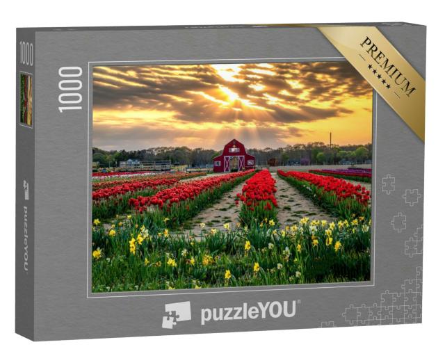 Puzzle 1000 Teile „Tulpenfarm bei Sonnenuntergang, rote blühende Tulpen im Vordergrund“