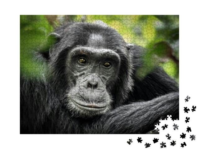 Puzzle 1000 Teile „Gewöhnlicher Schimpanse: Porträt, Kibale Forest National Park, Uganda, Afrika“