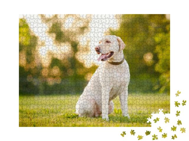 Puzzle 1000 Teile „Aufmerksamer Labrador Retriever“