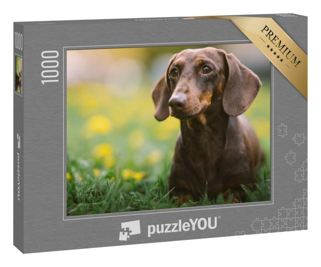 Puzzle 1000 Teile „Frühlingsporträt eines braunen Dackels“