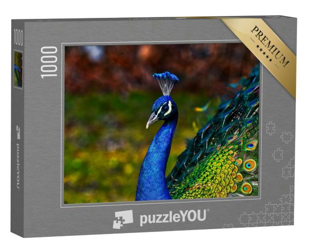 Puzzle 1000 Teile „Exemplar des männlichen Pfaus in tollen metallischen Farben“
