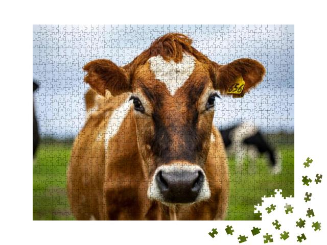 Puzzle 1000 Teile „Auge in Auge mit einer braun gefleckten Kuh“