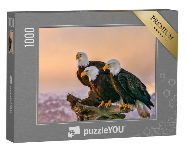 Puzzle 1000 Teile „Drei amerikanische Weißkopfseeadler, Kenai-Berge, Alaska“