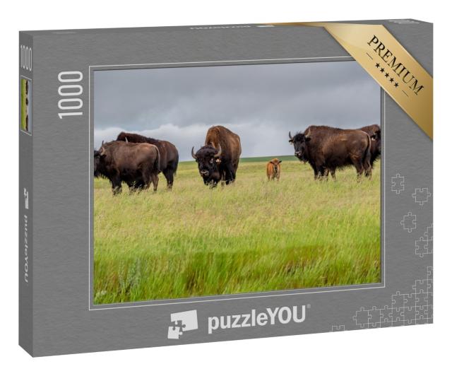 Puzzle 1000 Teile „Eine Herde Präriebisons mit einem Kälbchen, Kanada“