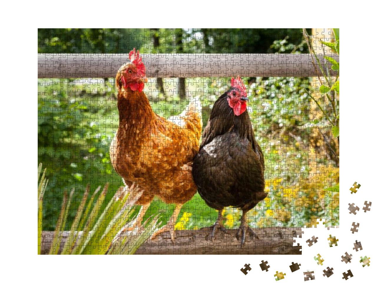 Puzzle 1000 Teile „Glückliche Hühner auf einem Holzzaun im Freien“