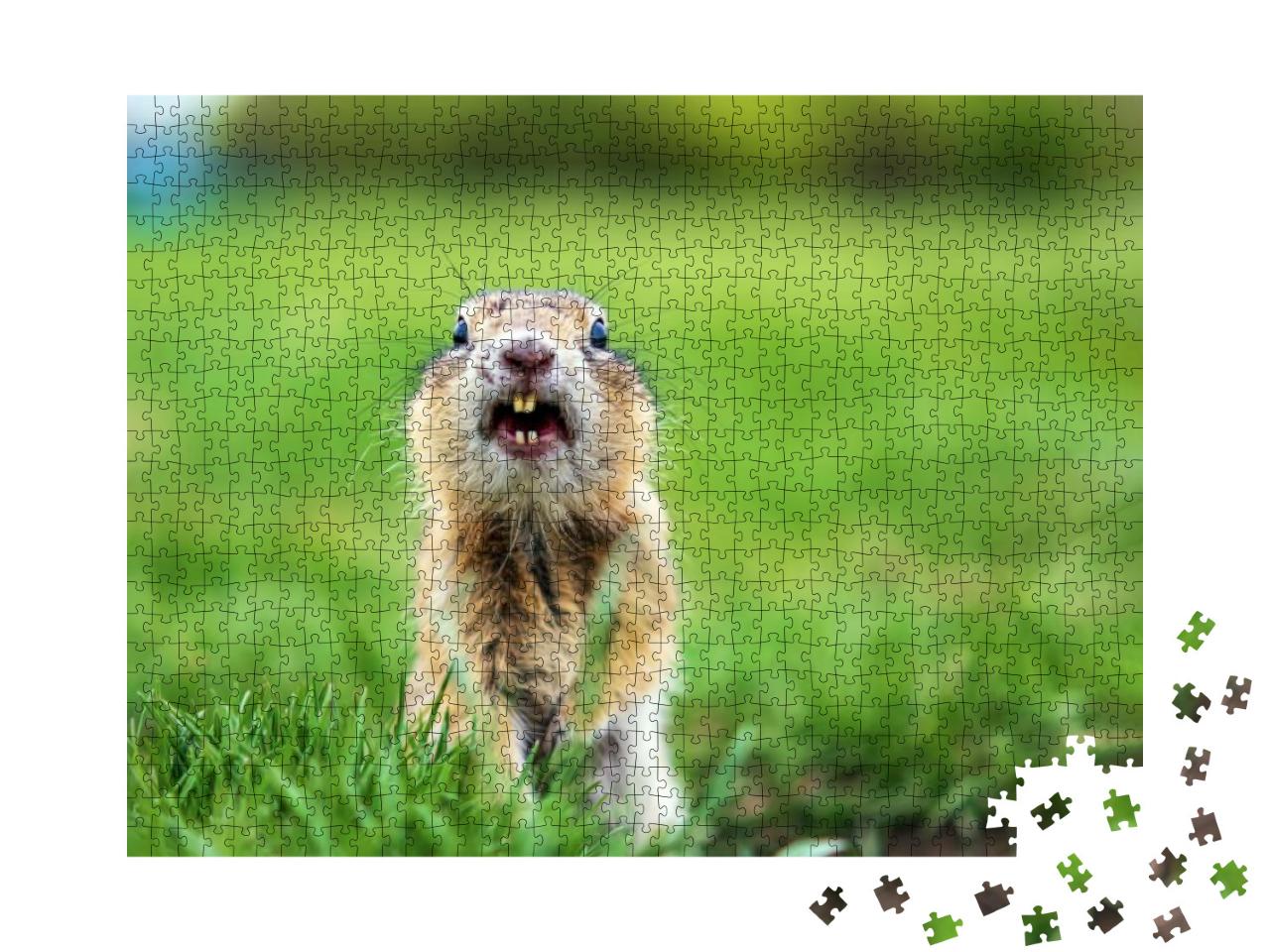Puzzle 1000 Teile „Erdhörnchen auf dem Rasen, Nahaufnahme“
