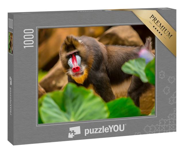 Puzzle 1000 Teile „Ein Mandrill mit art-typischem Regenbogengesicht“