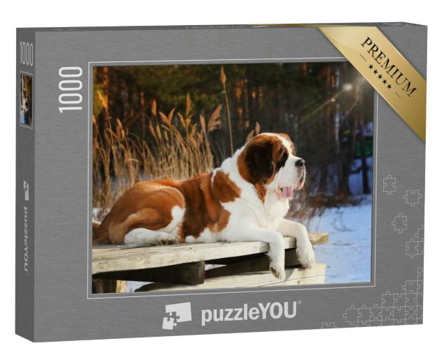 Puzzle 1000 Teile „Reinrassiger Bernhardiner liegt auf einem Holzsteg, Winter“