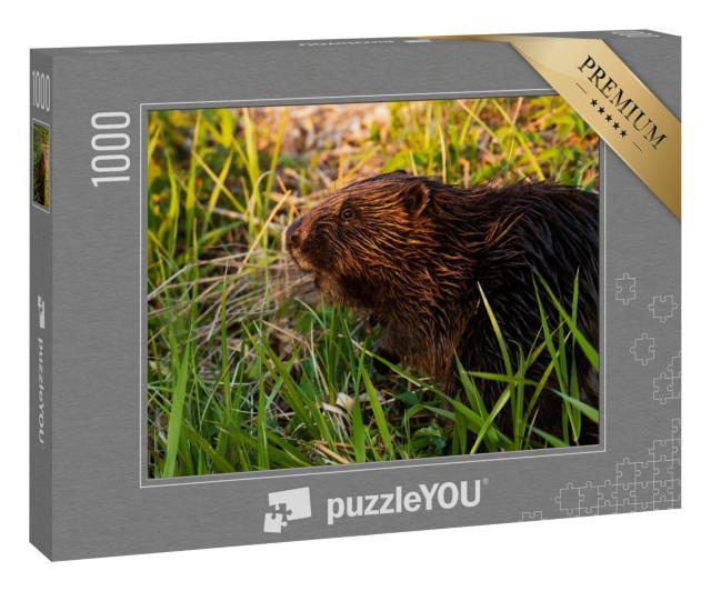 Puzzle 1000 Teile „Eurasischer Biber inmitten üppiger Pflanzen am Fluss, Estland“