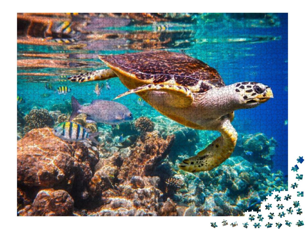Puzzle 2000 Teile „Echte Karettschildkröte im Korallenriff“